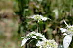 Loomis' mountainmint